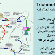 مضار لحم الخنزير